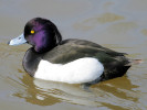 Tufted Duck (WWT Slimbridge March 2009) - pic by Nigel Key